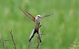 Scissor-tailed Flycatcher